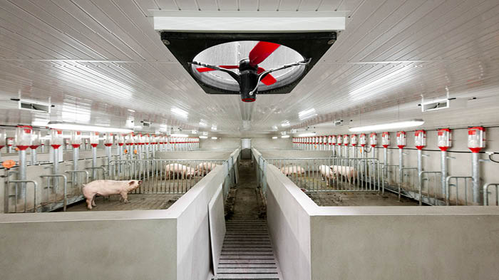 The different ventilation options for pig barns - Swineweb.com ...