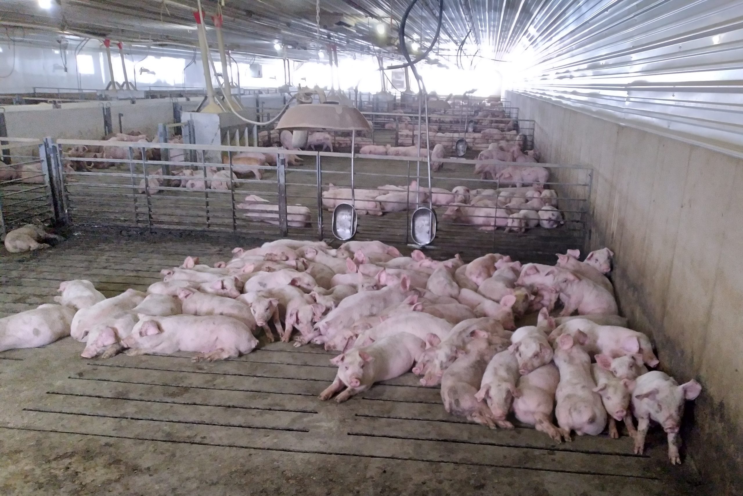 HPGen improves gain and feed efficiency at pig farm - Swineweb.com ...