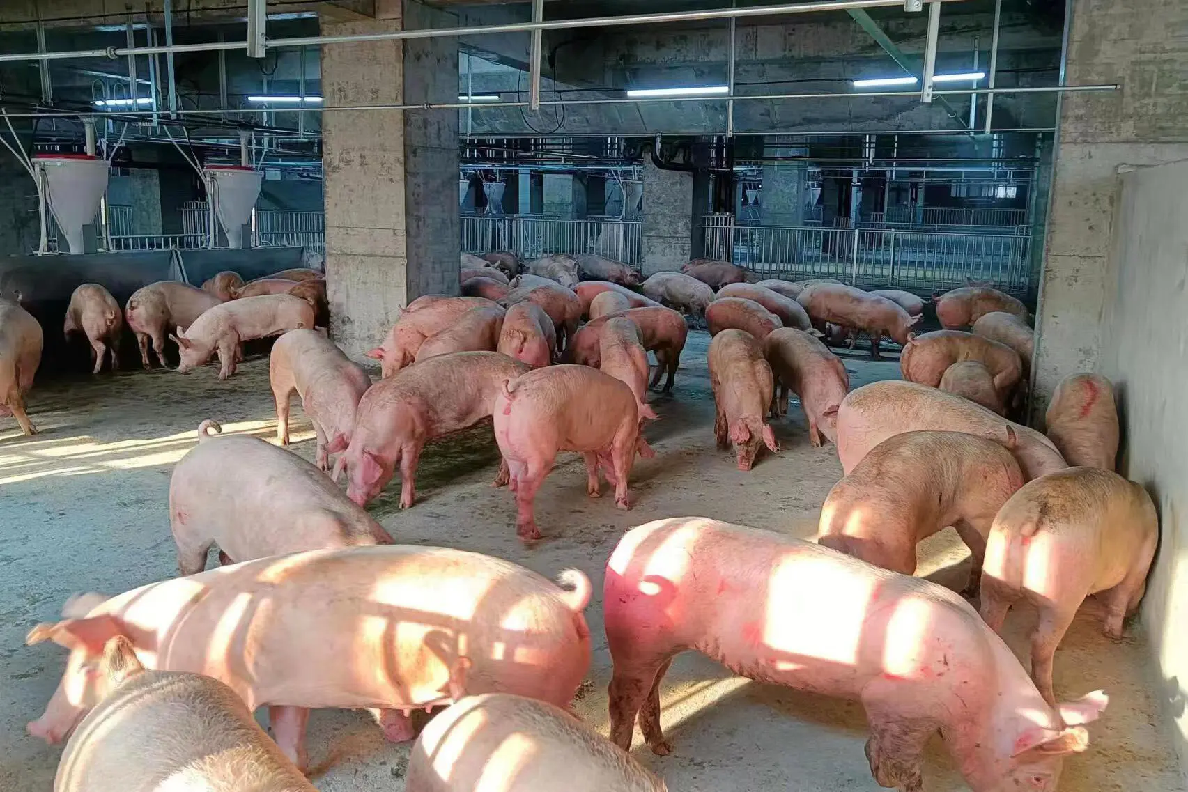 china-s-bid-to-improve-food-production-giant-towers-of-pigs