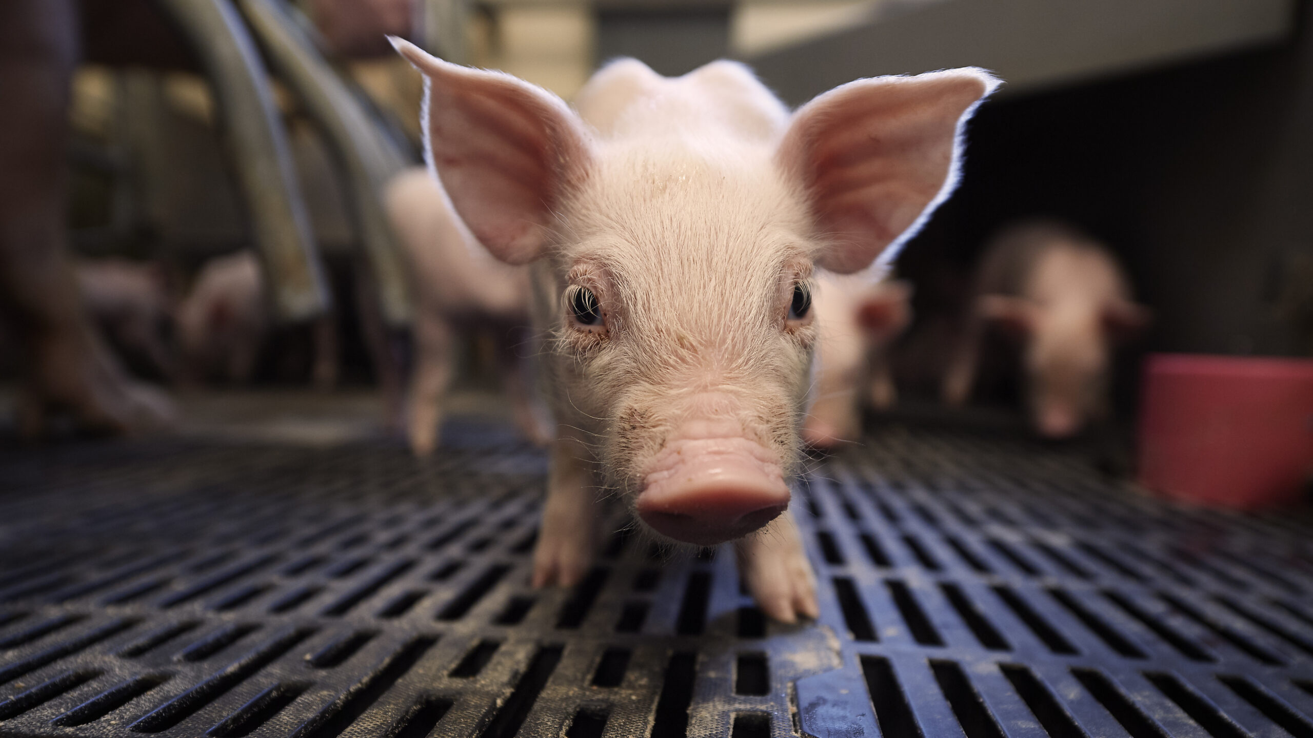 Pig producer increases piglet survival by 2.5 percentage points ...