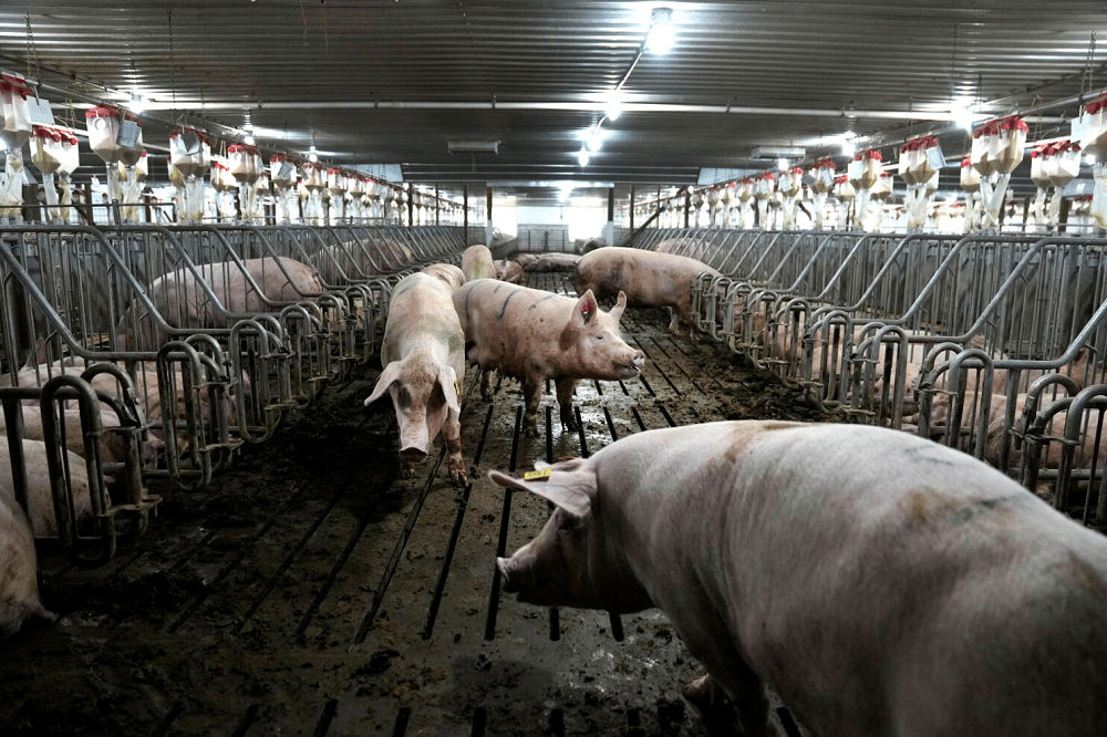 California bacon legislation takes impact however beef from farms the usage of cages will nonetheless be on cabinets – Swineweb.com