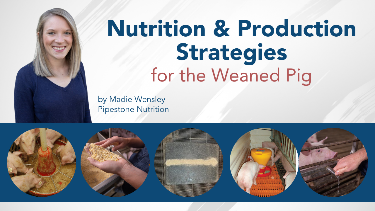 Diet & Manufacturing Methods for the Weaned Pig, by means of Madie Wensley Nutritionist, Pipestone Diet – Swineweb.com