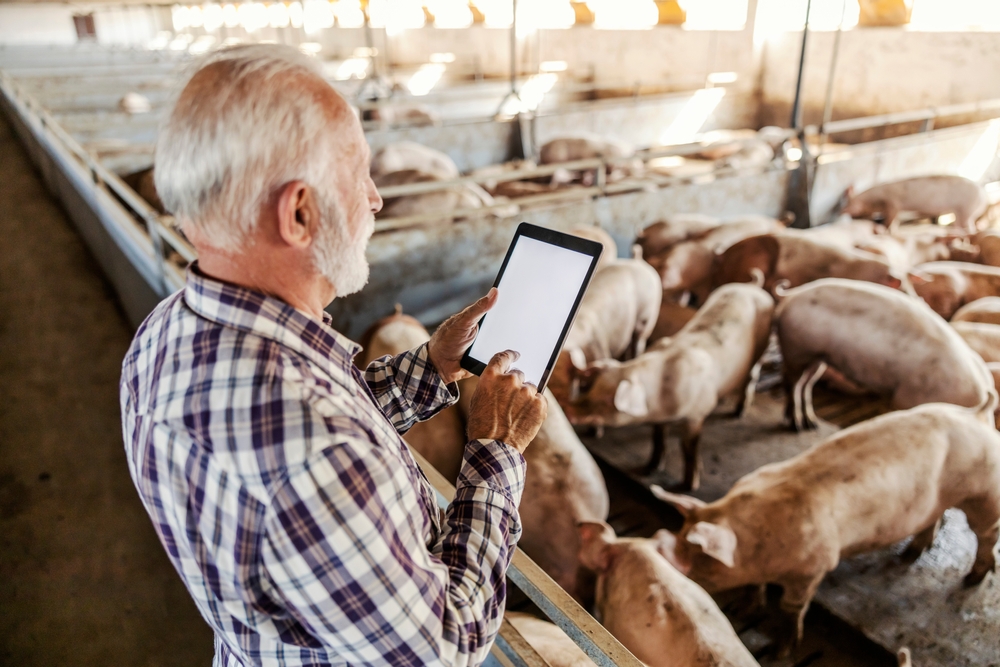 Decreasing the Value of Innovation: What Beef Manufacturers Must Know – Swineweb.com